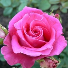 Троянда Топаз (Роза Topaz)